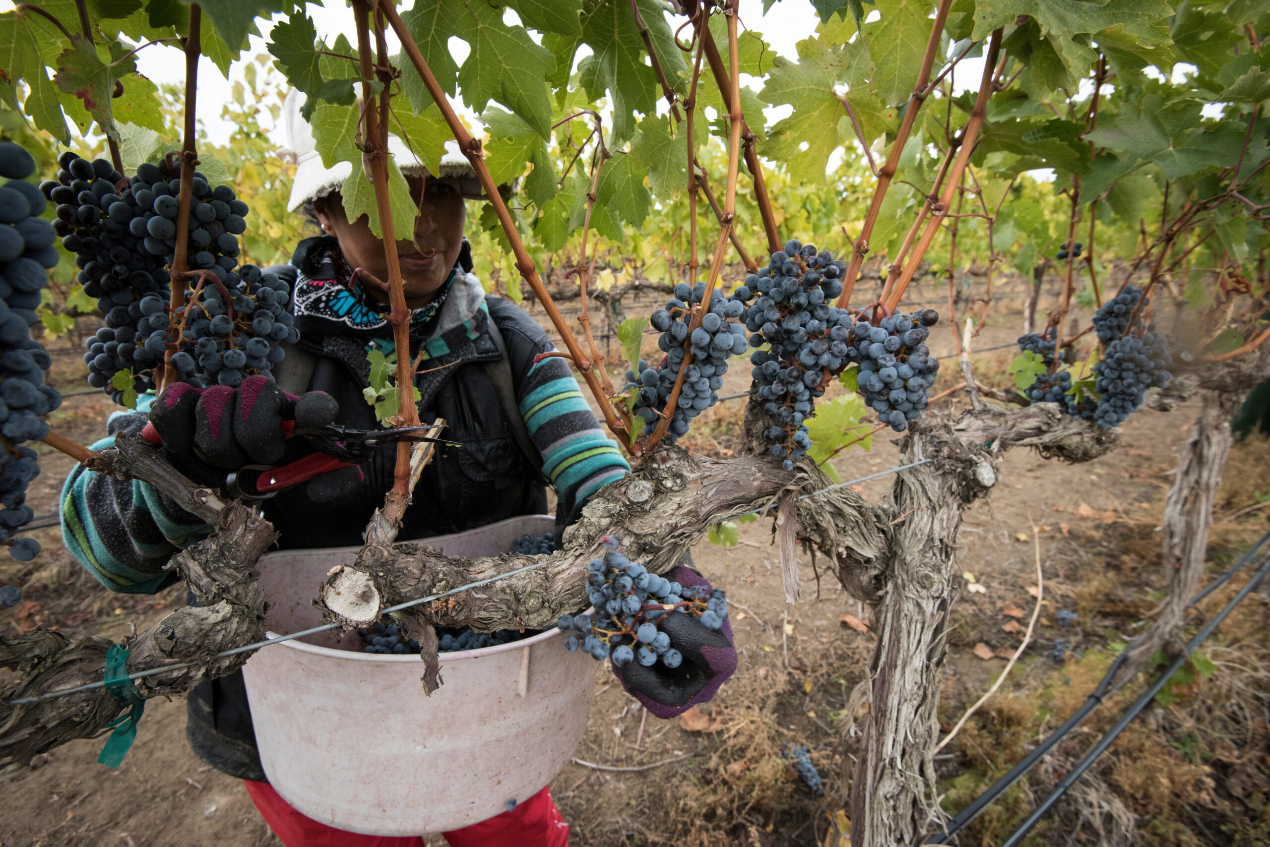 Washington Wine Industry Launches Sustainable WA Certification Program